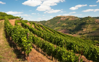Méthodologie de gestion des paysages viticoles à l’échelle des territoires