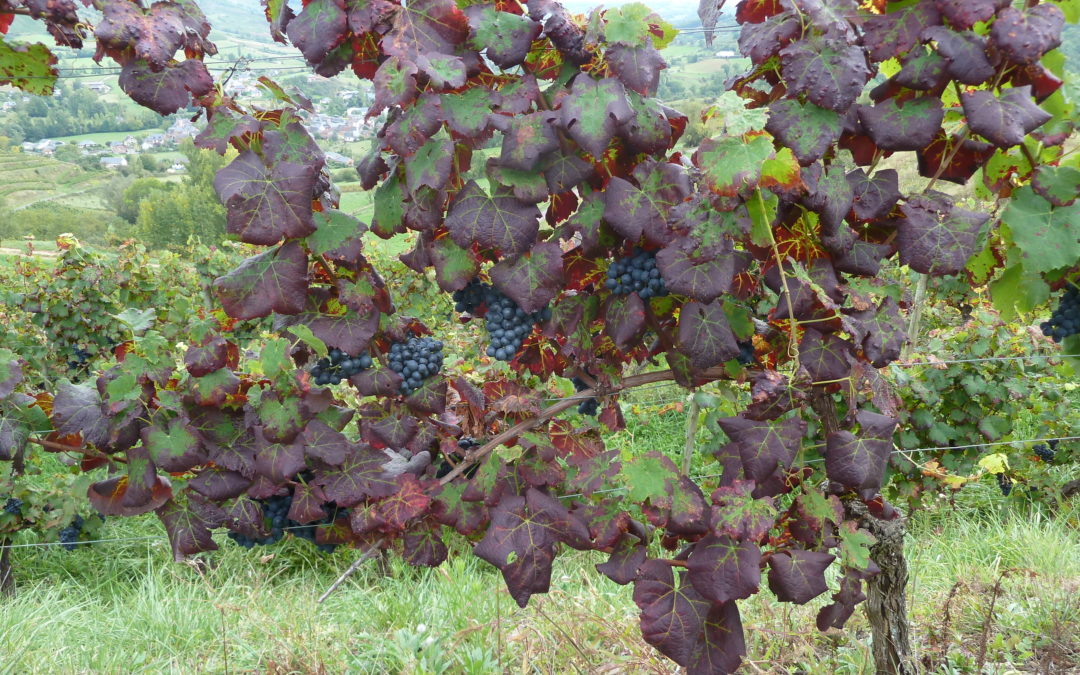 Lutte contre l’Enroulement viral de la vigne