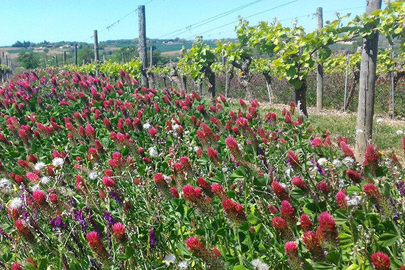 Principe et Intérêt des engrais verts en viticulture