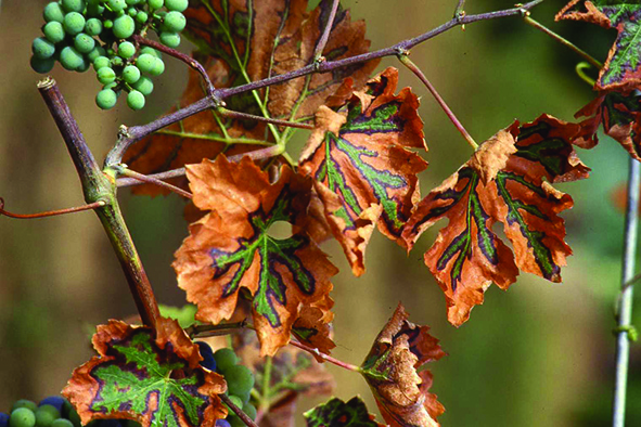 Détection des phytoplasmes sur bois de vigne