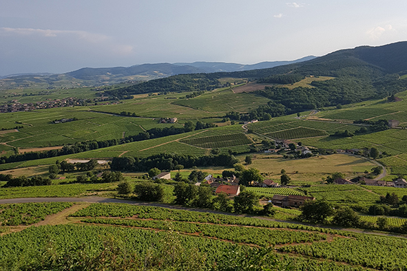 Guide de gestion des paysages viticoles