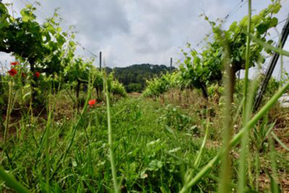L’enherbement de l’inter-rang de vigne