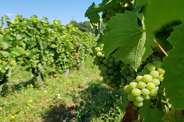 Camille Guilbert - Project leader in vine-growing - French Wine and Vine Institute