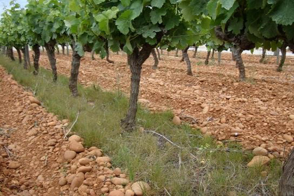 L’enherbement en viticulture méditerranéenne