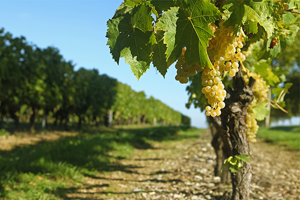 Guide de viticulture durable