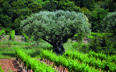 Entretiens Vigne Vin du Languedoc 2022