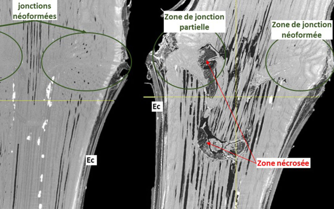 Imaging grapevine trunk diseases