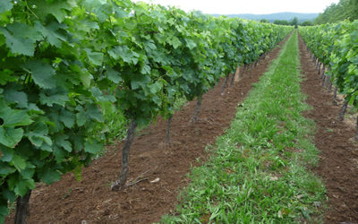 L’entretien du sol en viticulture biologique