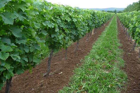 L’entretien du sol en viticulture biologique