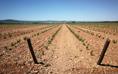 Des Vignobles Innovants Eco-Responsables dédiés aux Vins de France