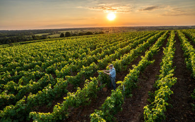 Biocontrôle et Equilibre de l’Ecosystème vigne