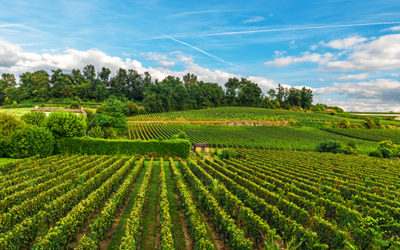 Utilisation du biocontrôle en viticulture