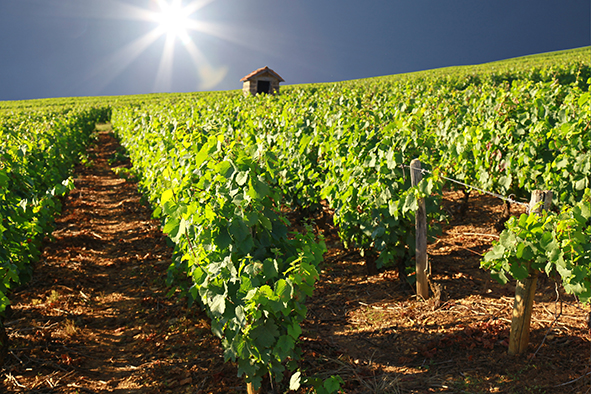 Stratégie de la filière viticole face au changement climatique