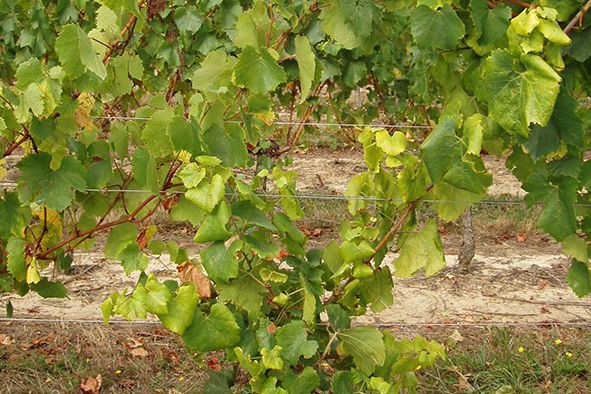 Bois noir de la vigne : supprimer les orties et le liseron des champs
