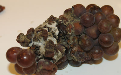 Vin : un basidiomycète responsable des arômes de champignon frais