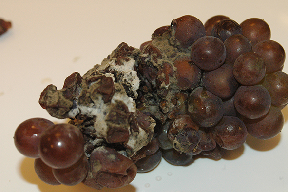 Vin : un basidiomycète responsable des arômes de champignon frais