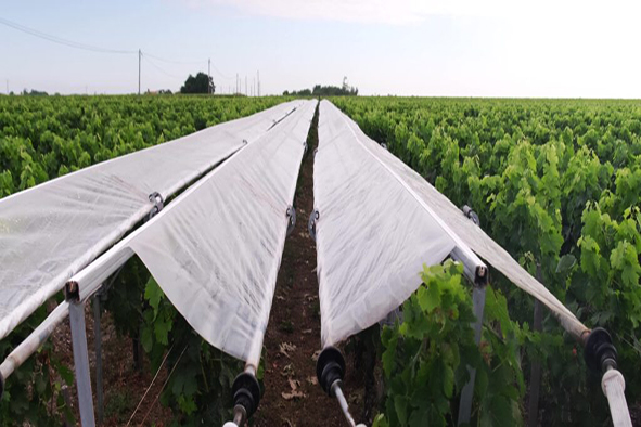 Lutter contre les maladies en protégeant la vigne de la pluie
