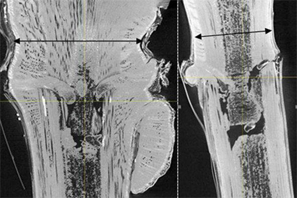 La Tomographie pour trier des greffés-soudés de qualité