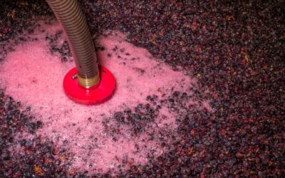 Réduction des phénols volatils des vins rouges par la maîtrise de la fermentation alcoolique