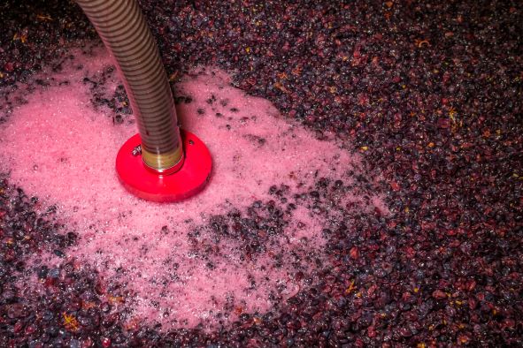 Réduction des phénols volatils des vins rouges par la maîtrise de la fermentation alcoolique