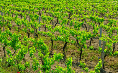 Raisonnement de la fertilisation azotée en viticulture