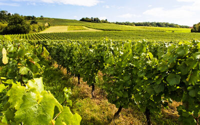 Impact des pratiques viticoles sur la qualité biologique des sols