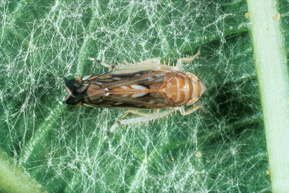 Gestion de la Flavescence dorée en viticulture biologique