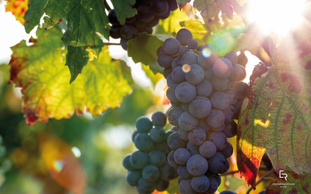Quels leviers pour l’adaptation de la viticulture au changement climatique en Auvergne Rhône-Alpes ?