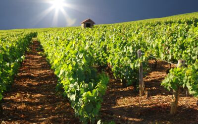 AppEAU renseigne les conseillers viticoles sur l’état hydrique des parcelles de leurs clients