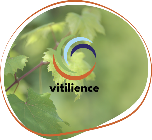 Vitilience le projet