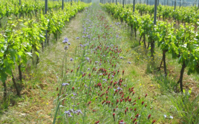 La pratique des engrais verts en Beaujolais