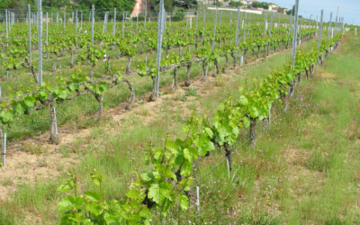L’enherbement sous le rang