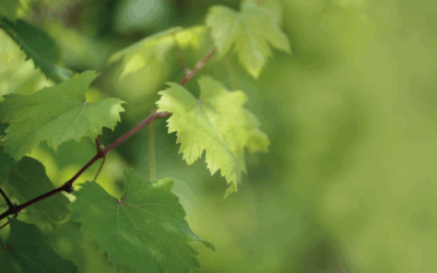 Santé du vignoble : la R&D mobilisée