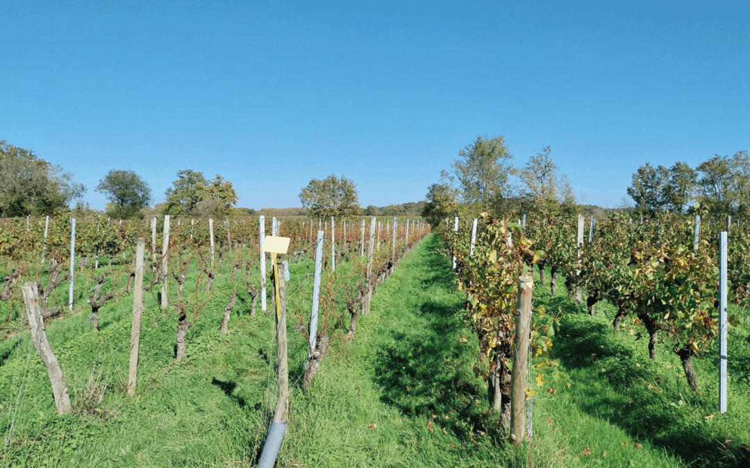 Prophylaxie en viticulture : un levier à réexploiter pour la réduction des intrants phytosanitaires