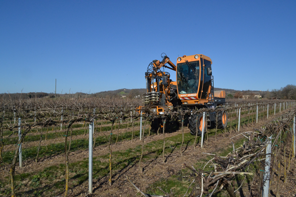 La taille mécanique précise en cordon unilatéral libre : une réflexion qui doit débuter avant l’implantation du vignoble