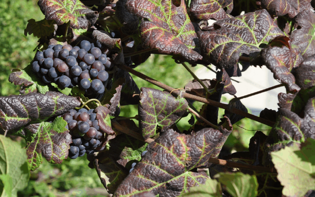 LutEnVi – Lutter contre l’enroulement viral de la vigne
