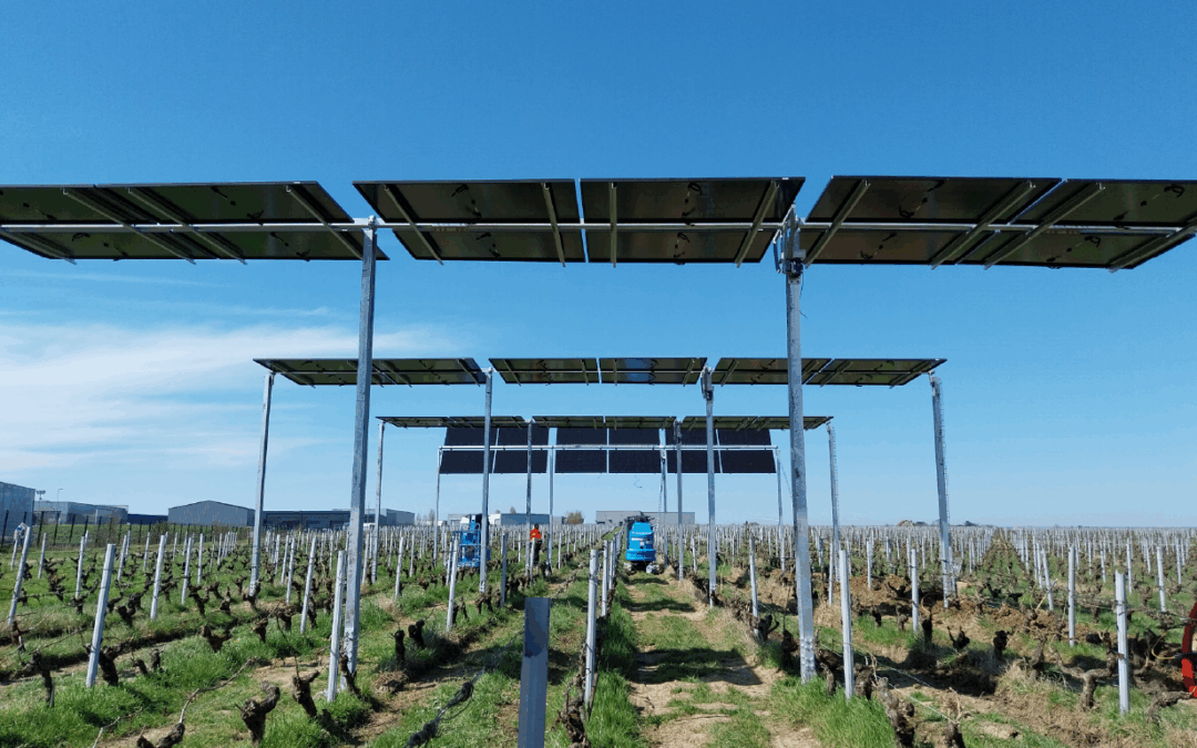 Projet Vitivolt : vigne et panneaux solaires, un mariage d’avenir ?