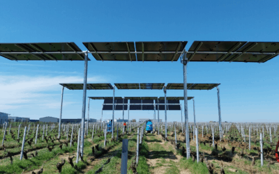 Projet Vitivolt : vigne et panneaux solaires, un mariage d’avenir ?
