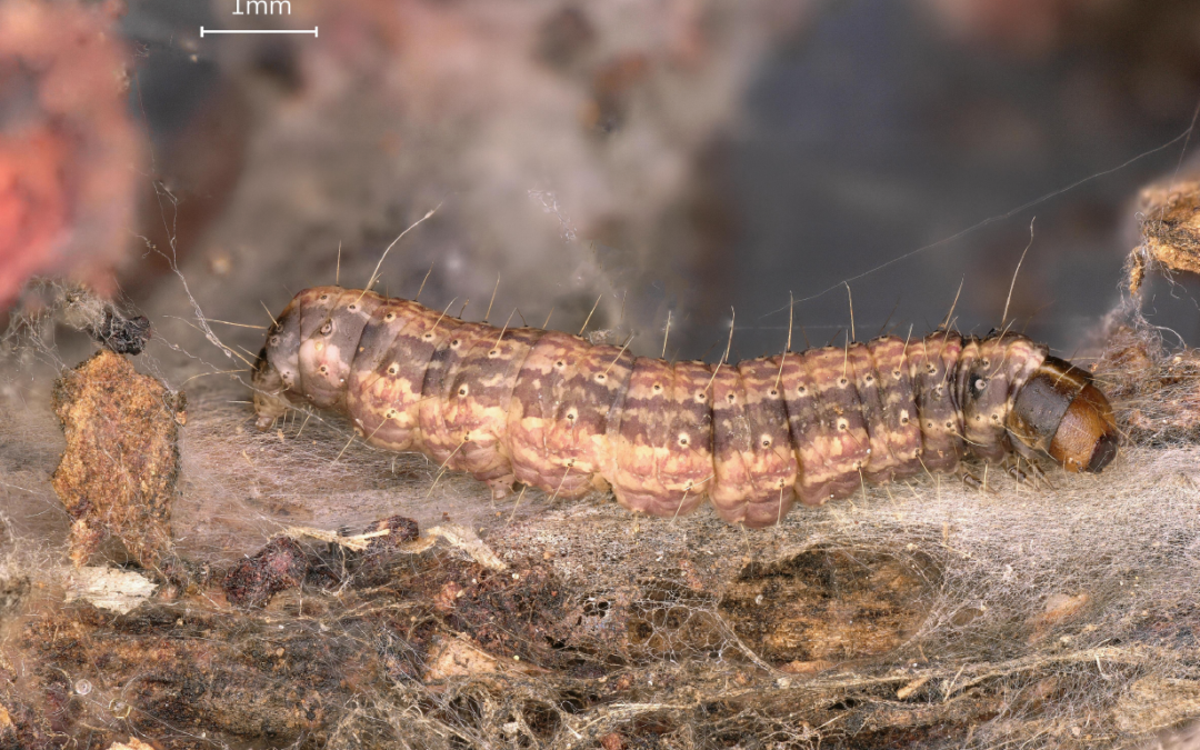 Mieux connaître Cryptoblabes gnidiella pour protéger les vignobles méditerranéens
