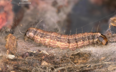 Mieux connaître Cryptoblabes gnidiella pour protéger les vignobles méditerranéens