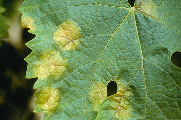 Note technique 2026 sur les résistances aux maladies