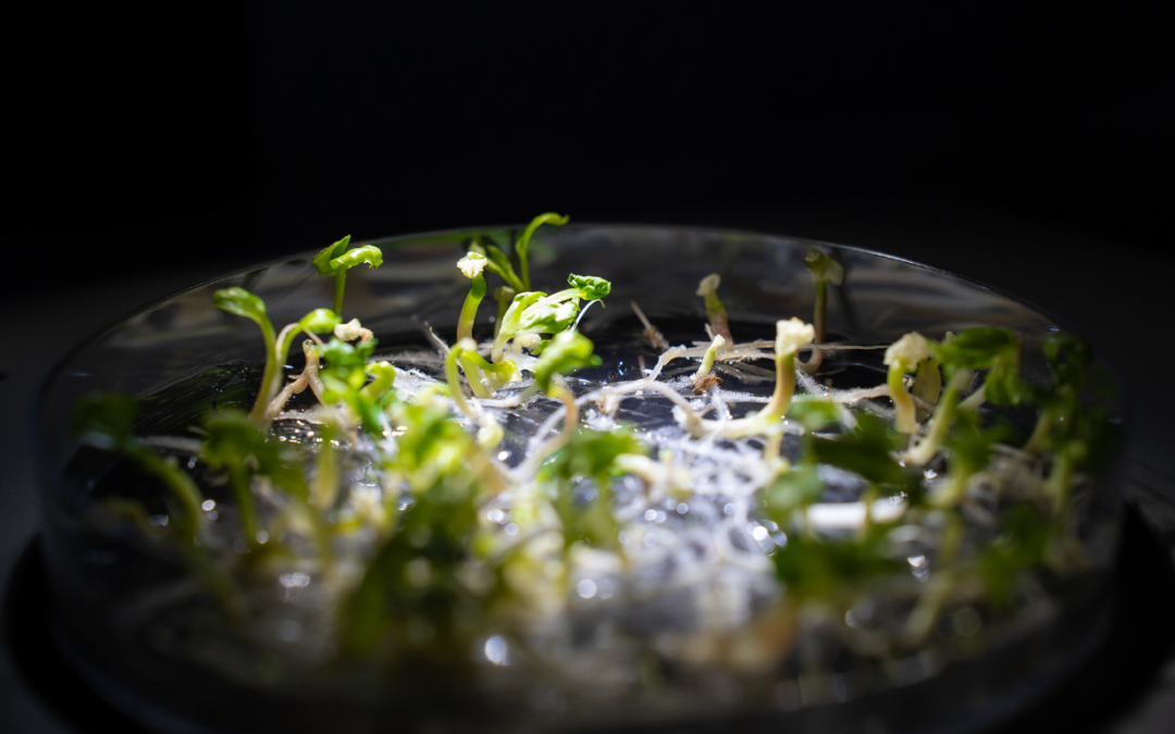 Analyse de la diversité intra-variétale au niveau du génome entier, que peut-on en tirer ? Cas du Chenin et du Merlot