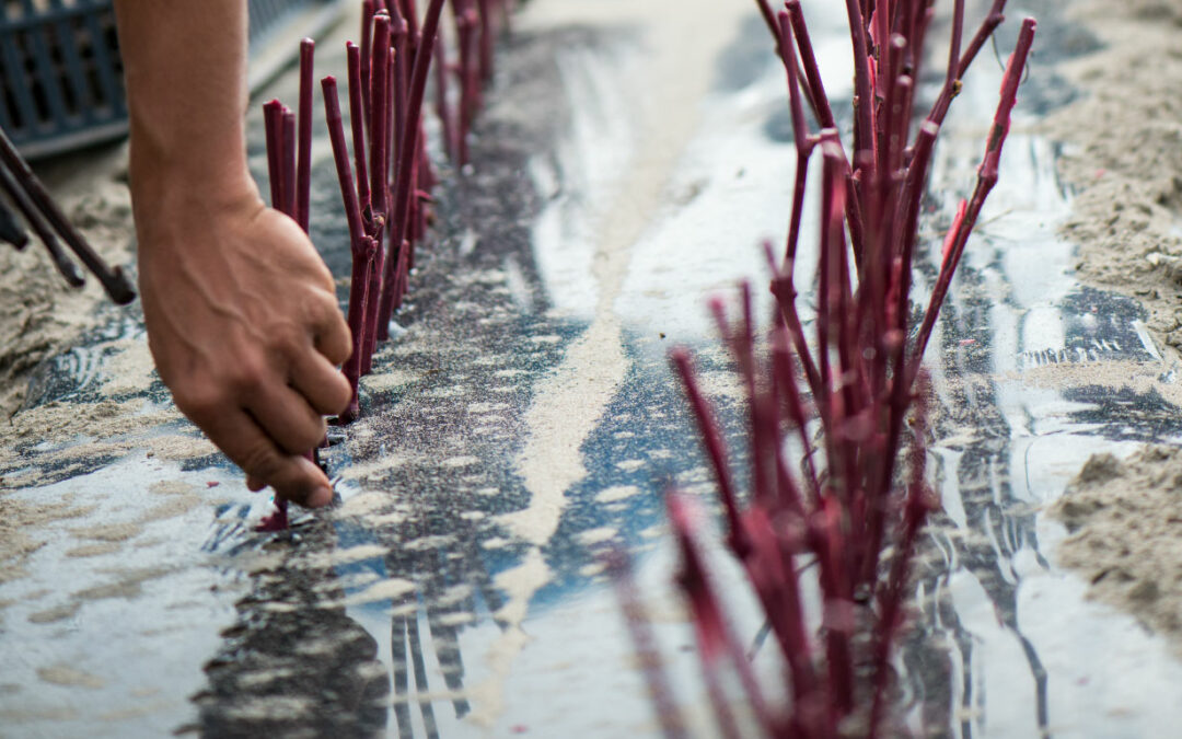 Diffusion de la diversité intra-variétale : ​de la prémultiplication à la plantation