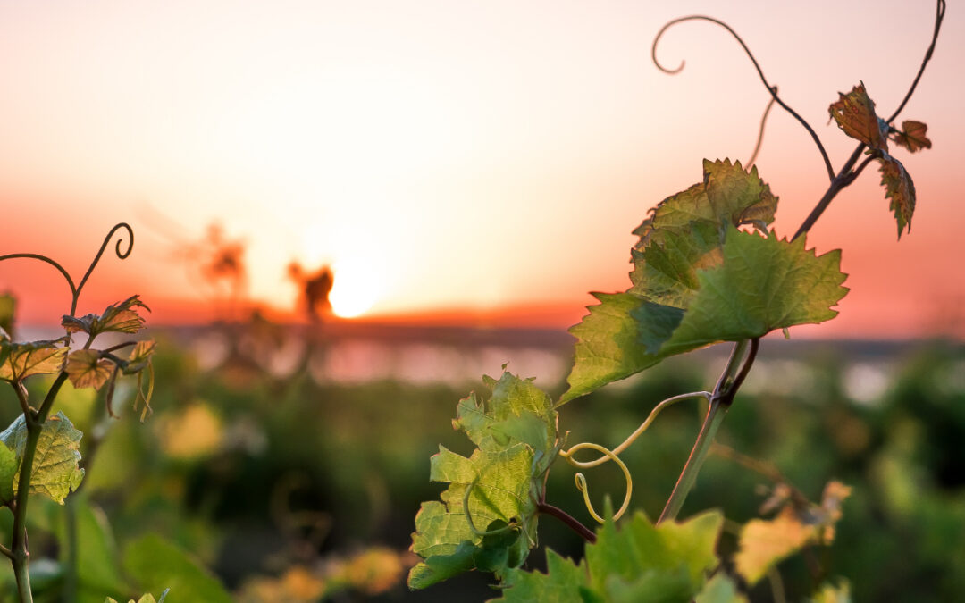 PARSADA Vigne : retour sur le lancement de quatre projets et la mobilisation des interprofessions viticoles