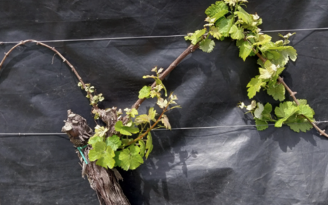 Anomalies de croissance de la vigne : comprendre un phénomène encore inexpliqué