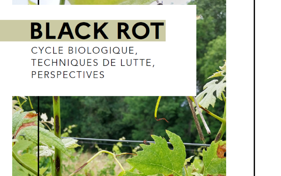 Black rot