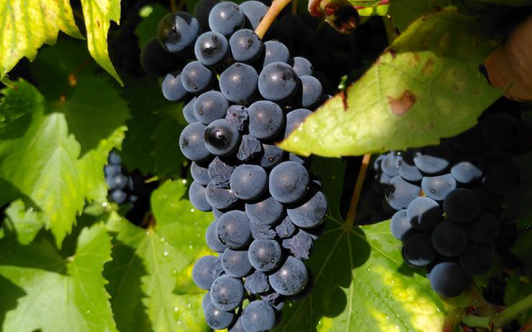 Baco noir et Savvatiano : deux variétés inscrites au Catalogue officiel français
